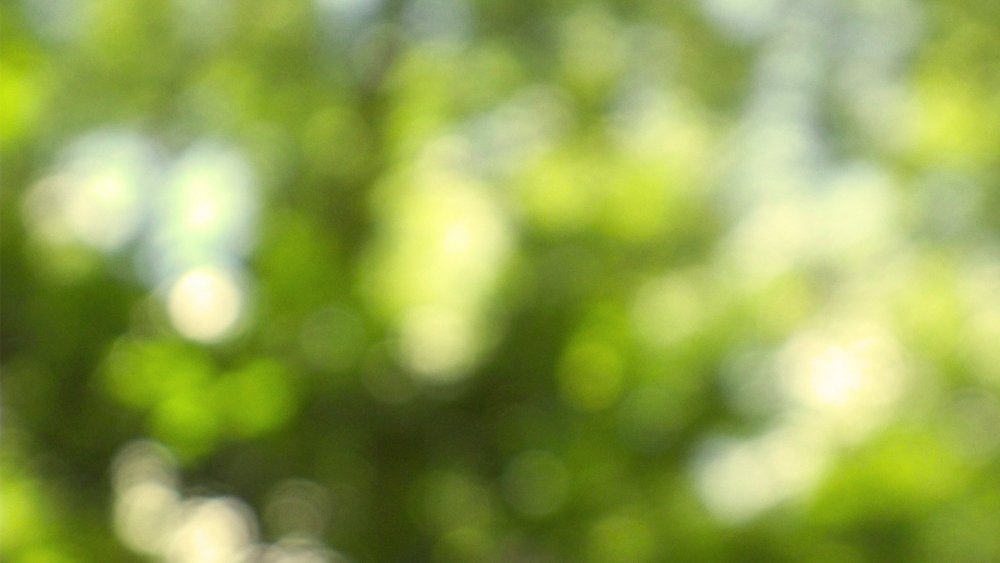 Фон природа размытый