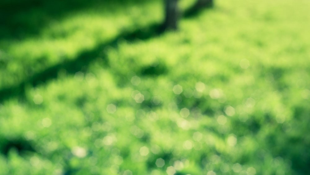 Фон природа размытый