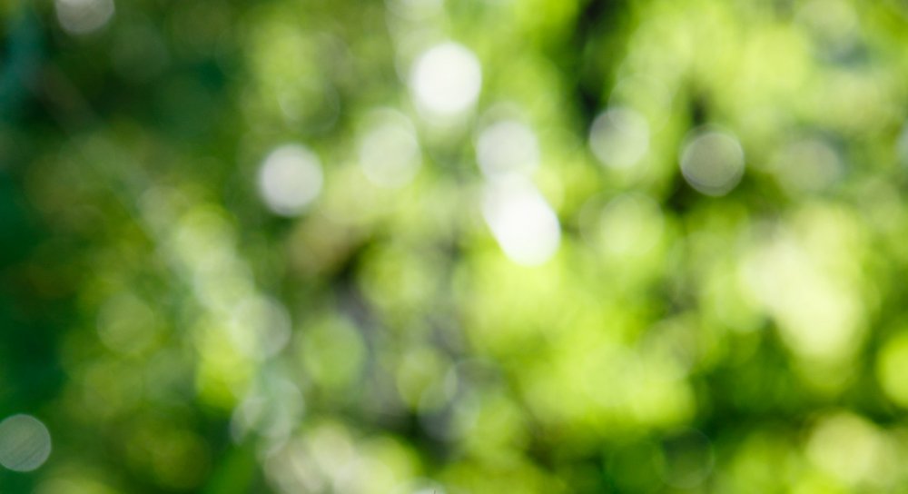Боке зеленое деревья