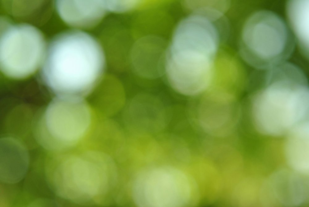 Зелень деревьев с боке