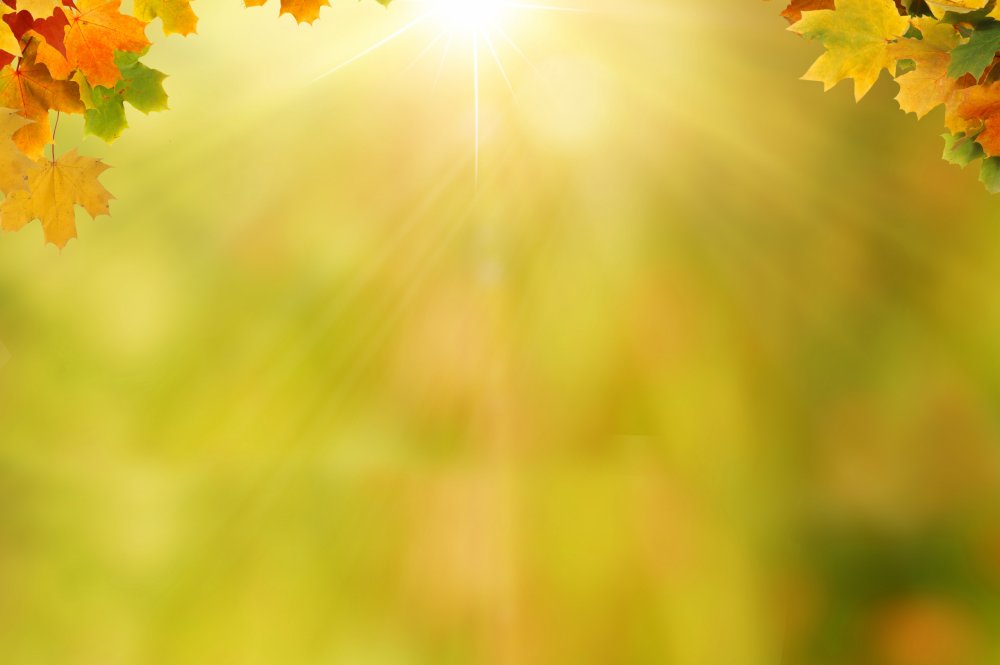 Осенний баннер для детского сада