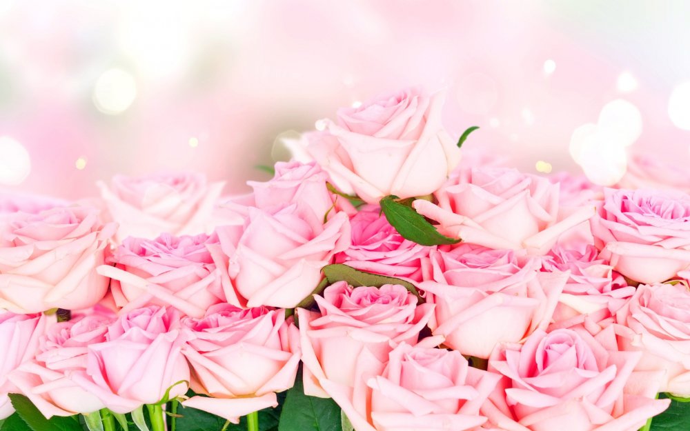 Розовые розы