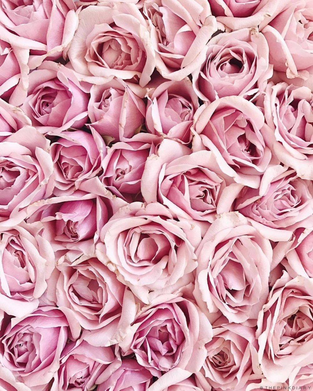 Пинк Фловерс