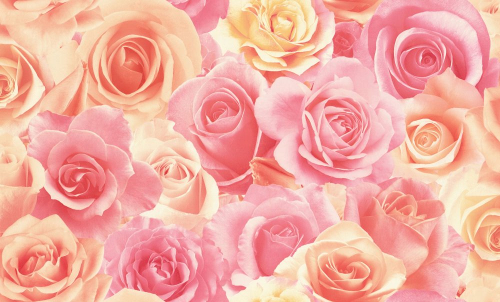 Нежно розовый фон с розами
