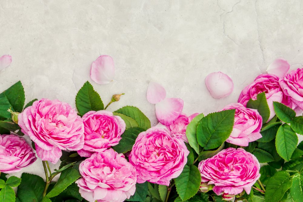 Розовые розы красивый фон
