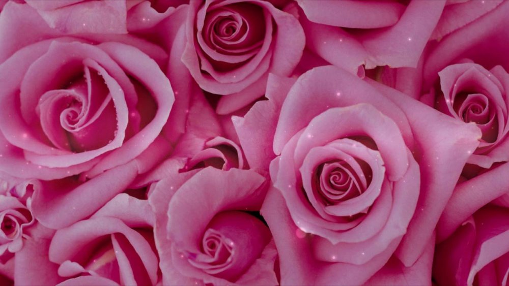 Розовый цвет