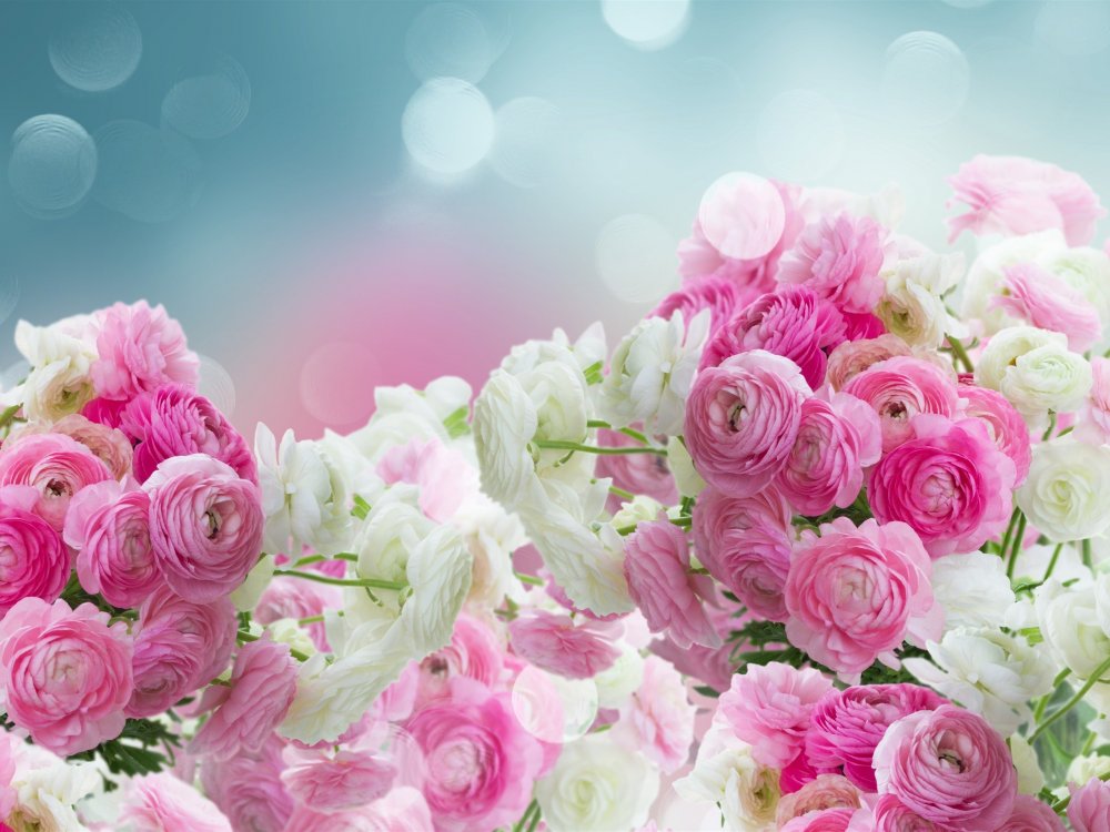 Бело розовые цветы