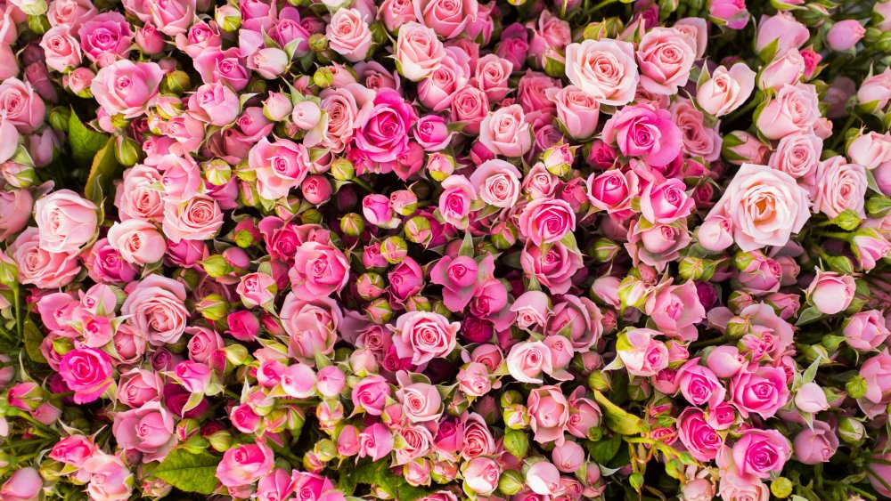 Розовые цветы