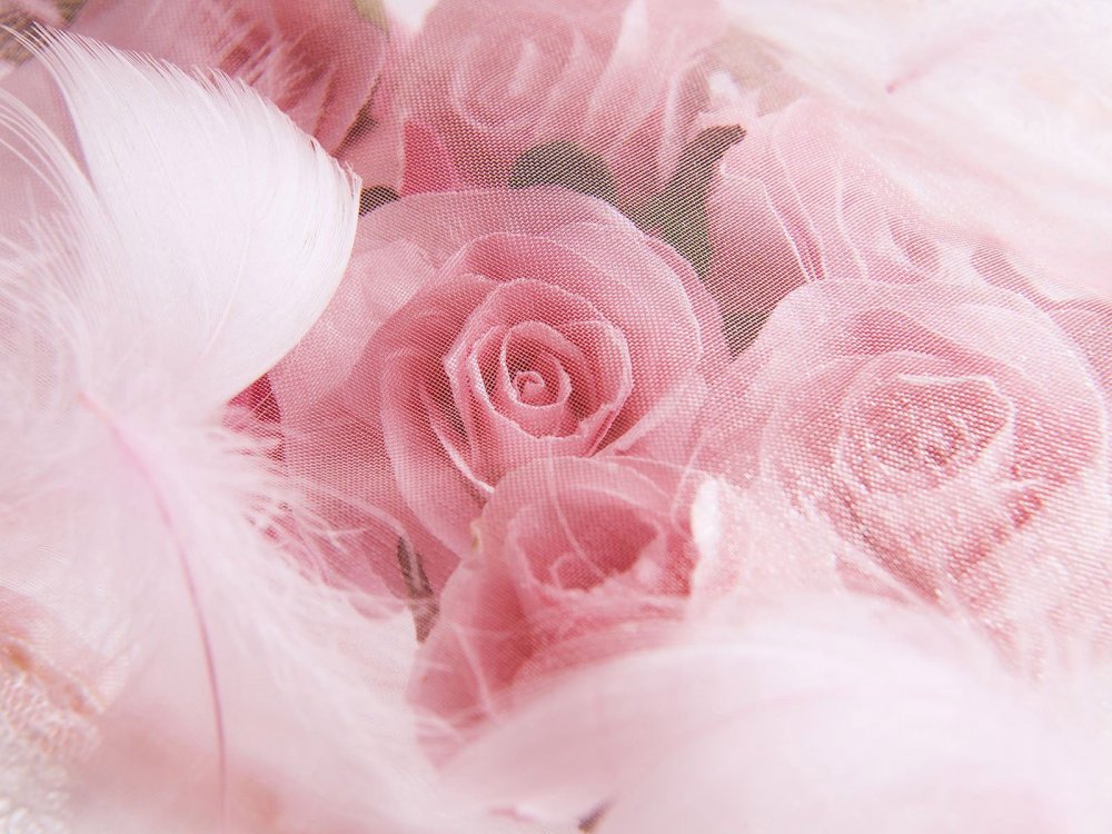 Фон розовые розы нежный