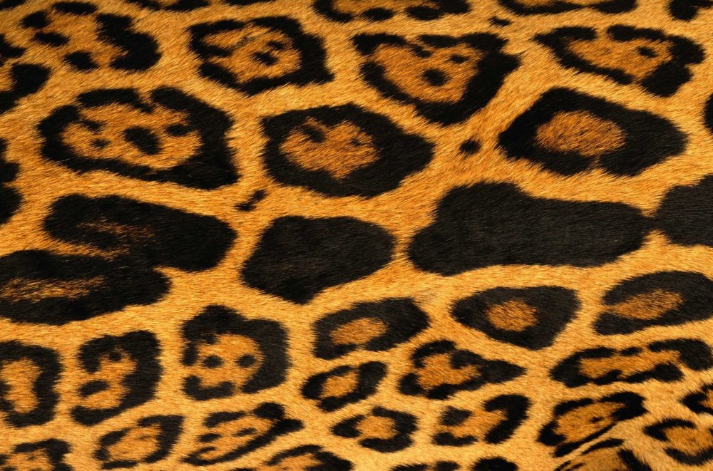 Шкура леопарда