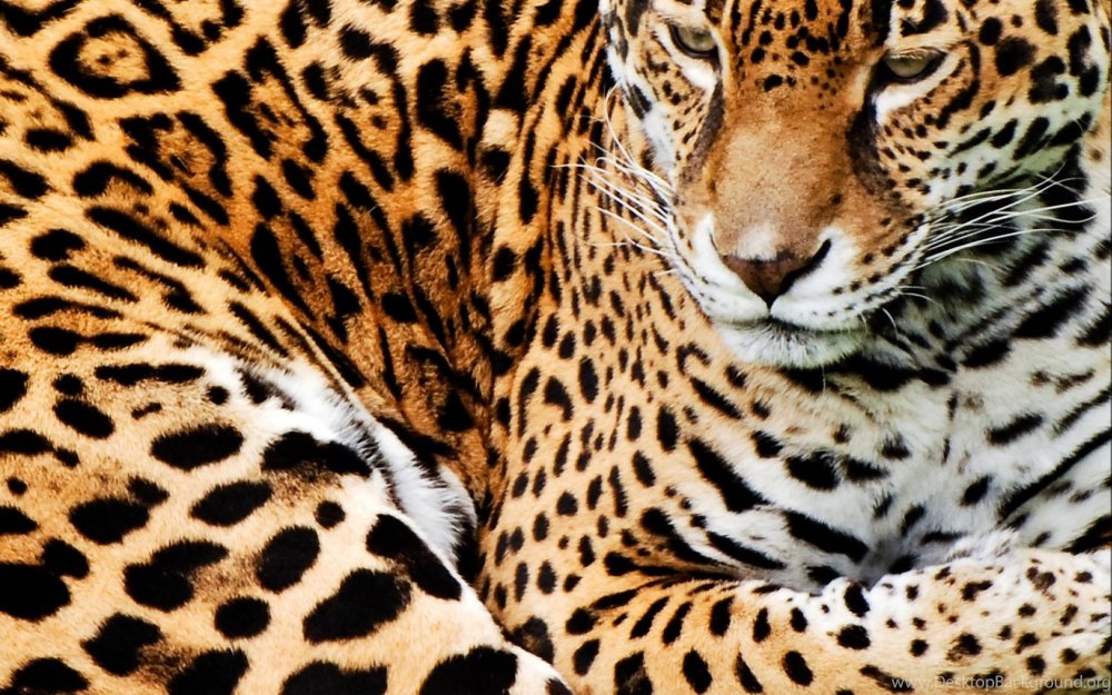 Леопардовые принты