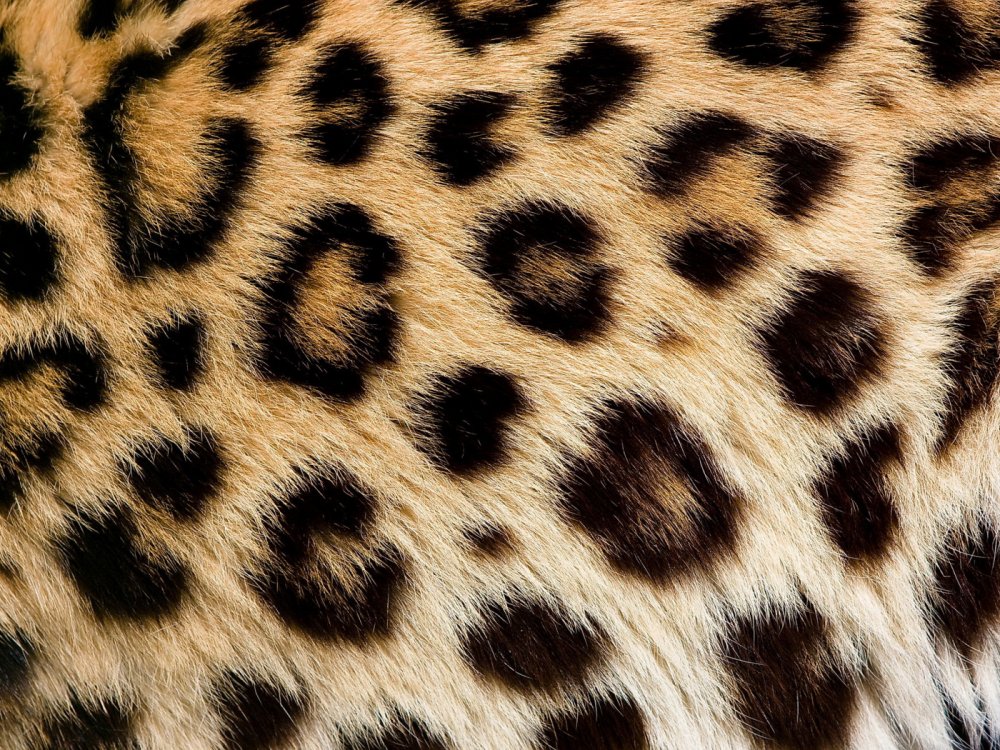 Мех гепарда