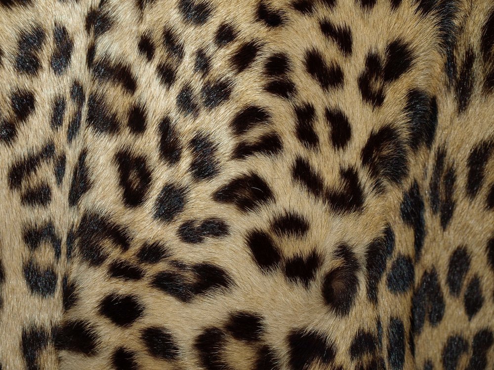 Шкура леопарда