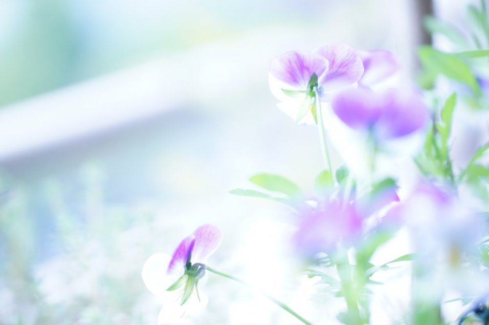 Фон весенний нежный