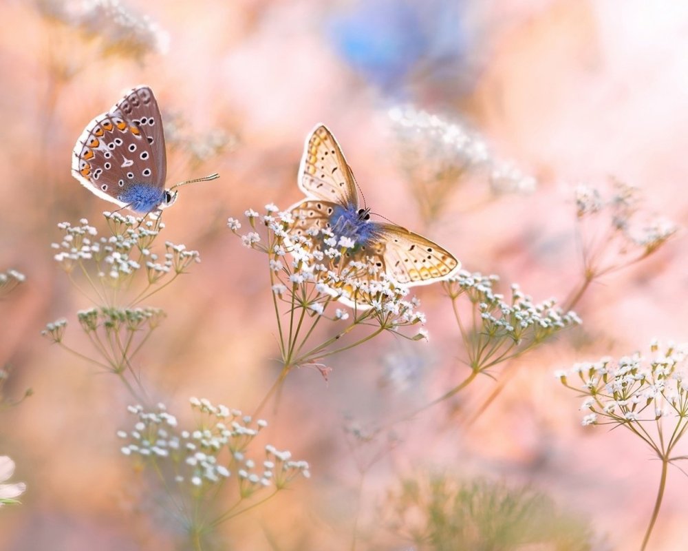 Нежность природа