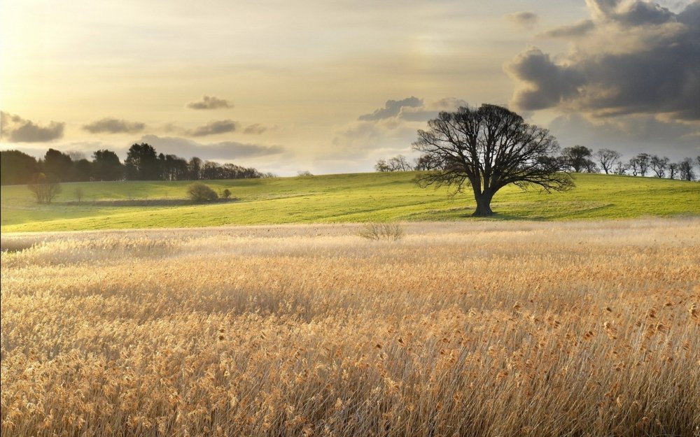 Светлый пейзаж