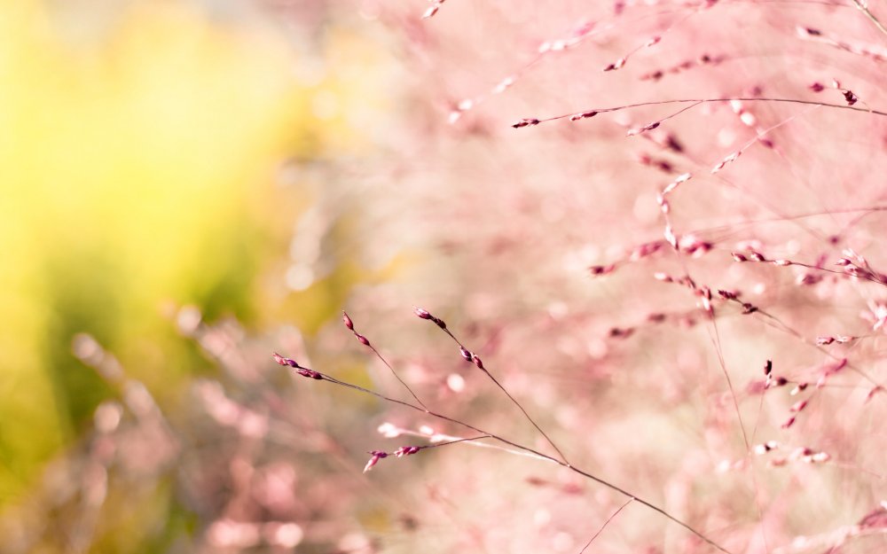 Размытые цветы