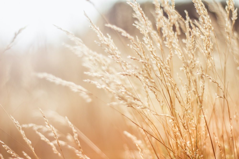 Природа в бежевых тонах