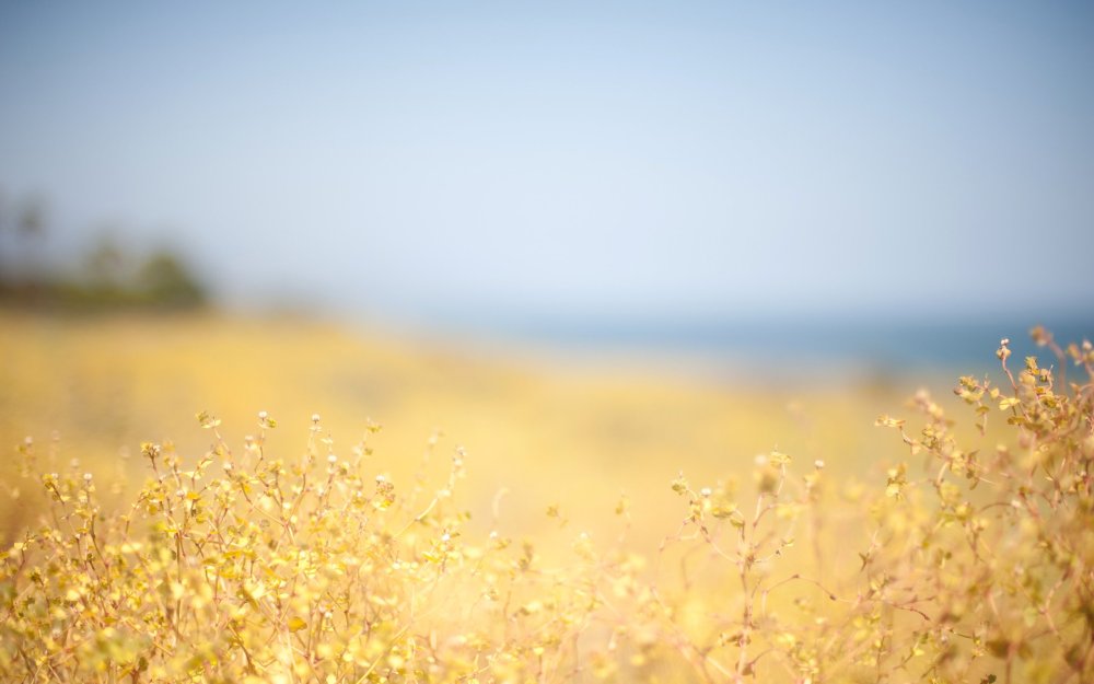 Размытый пейзаж