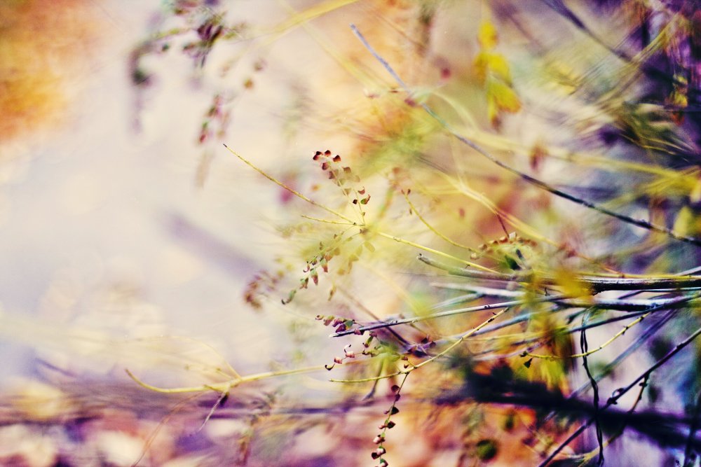 Фон для портрета