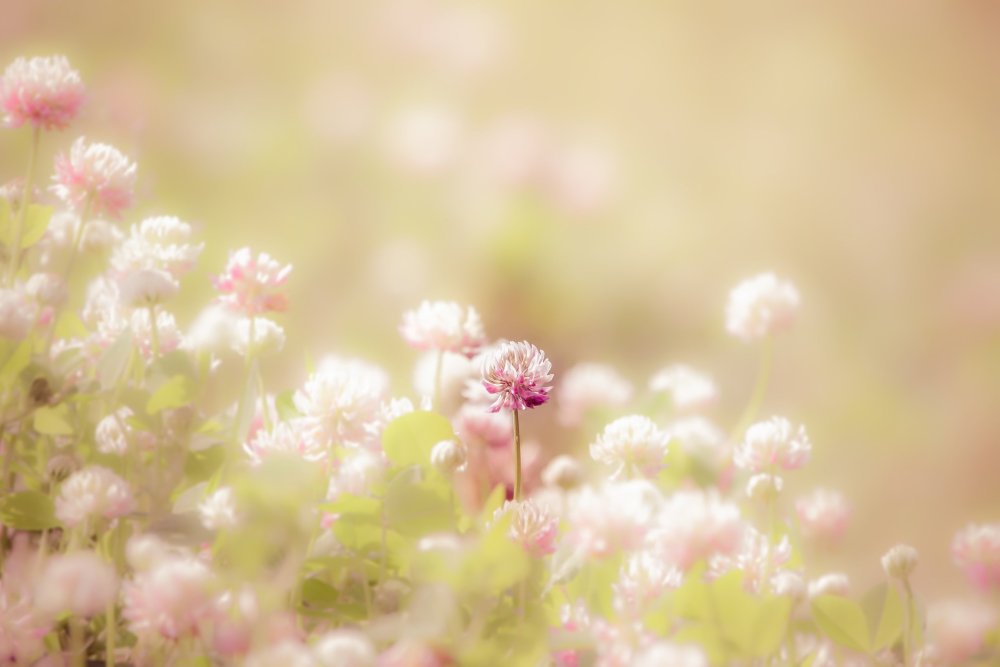 Природа в пастельных тонах