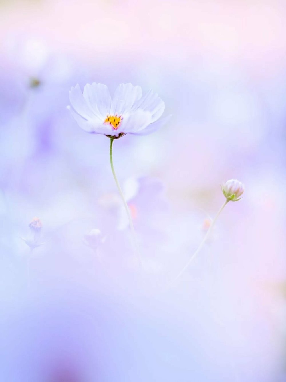 Фон цветочки