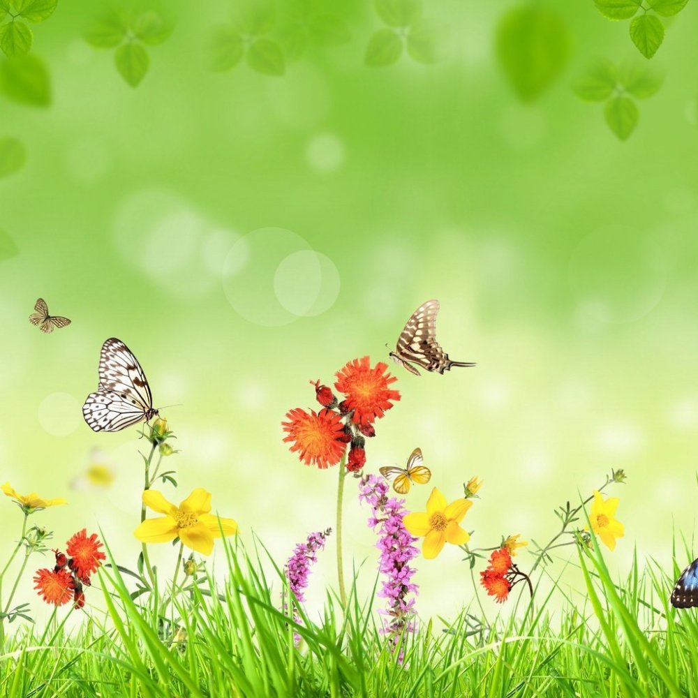 Летние цветы с бабочками