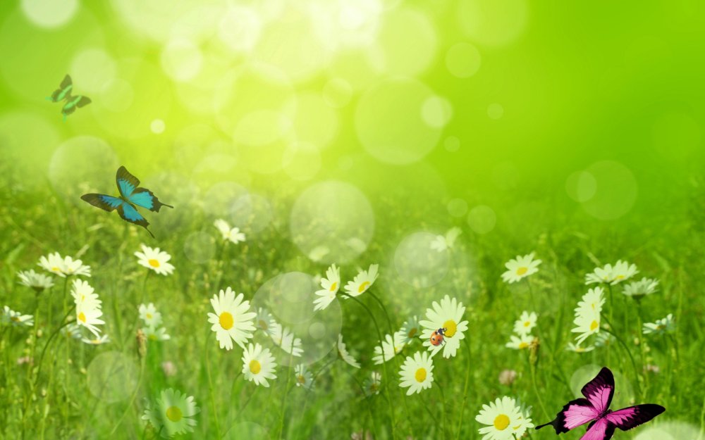 Красивый летний фон