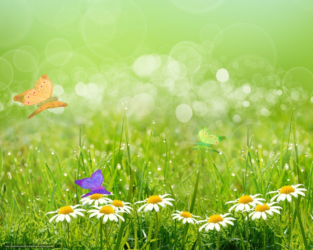 Поляна с бабочками