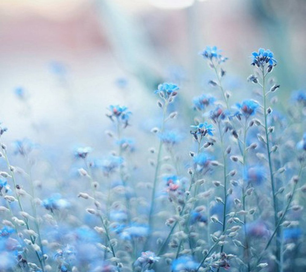 Бледно голубые цветы