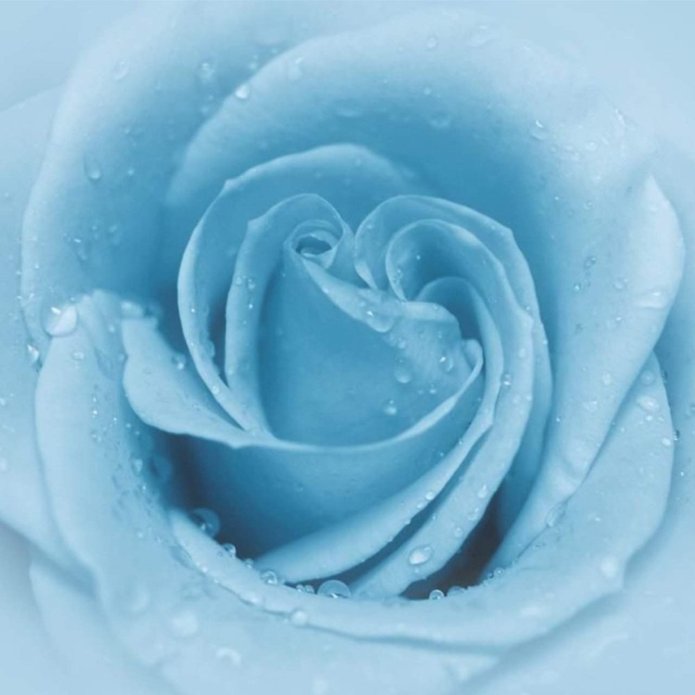 Роза бэби Блю голубая