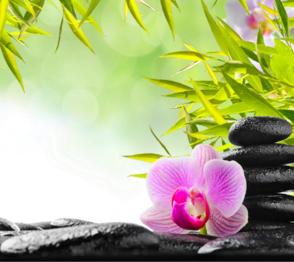 Бамбук и камни