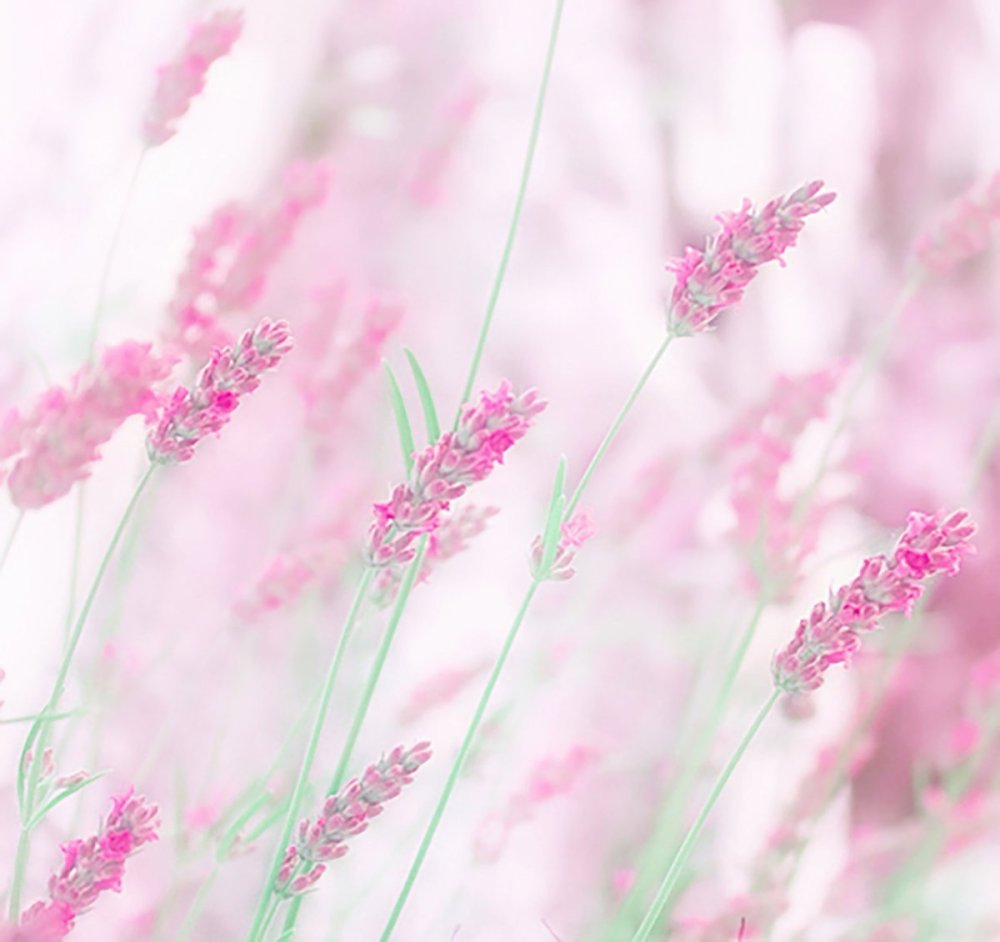 Мятная Эстетика