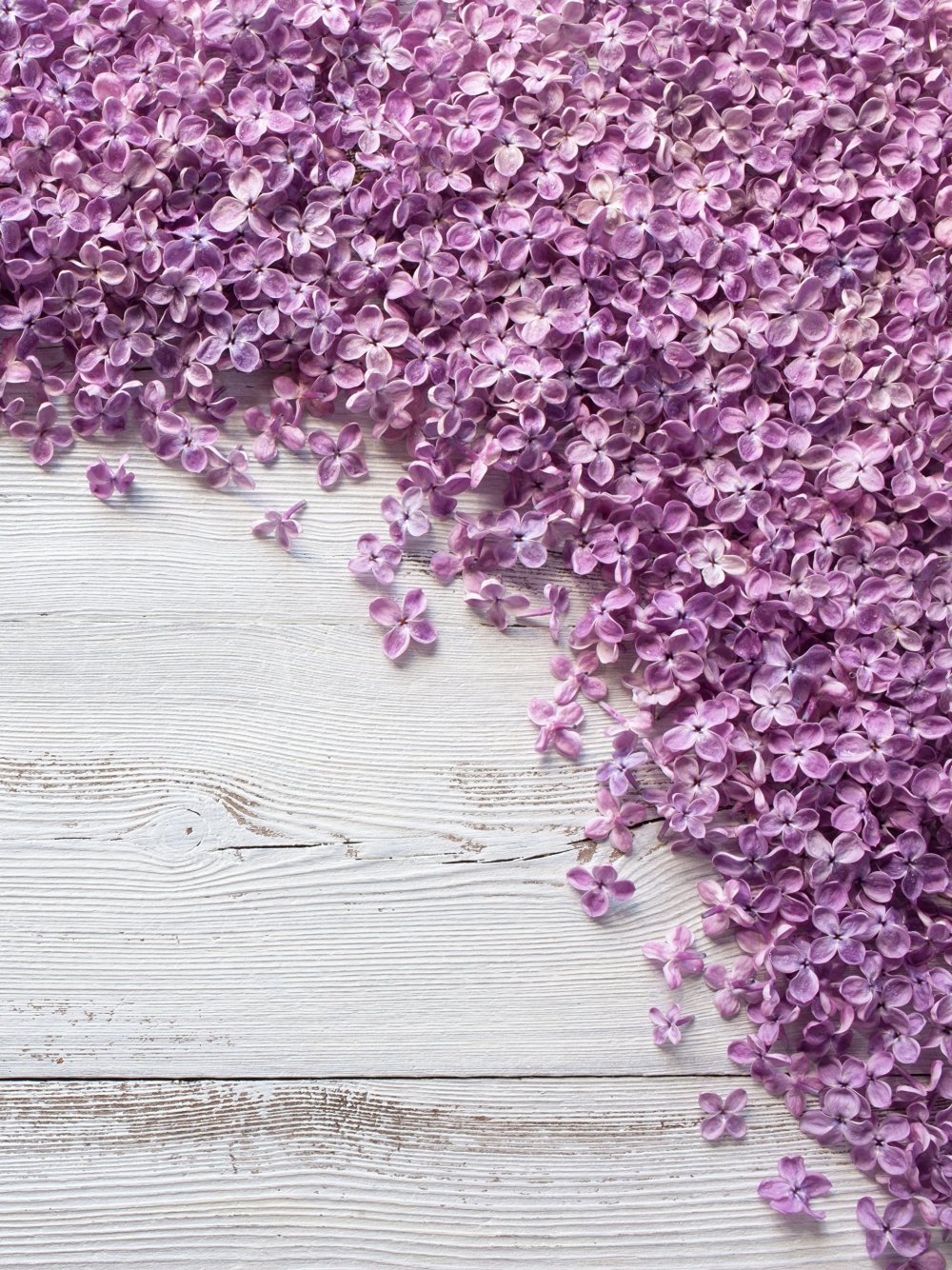 Фиолетовый лепесток