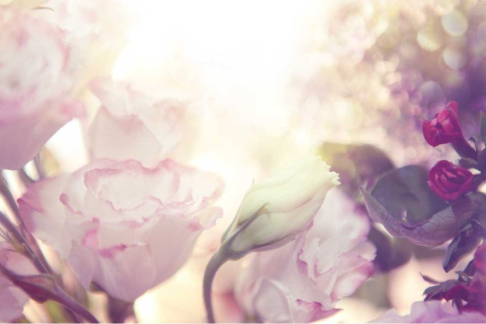 Розово сиреневые цветы пастельных тонов