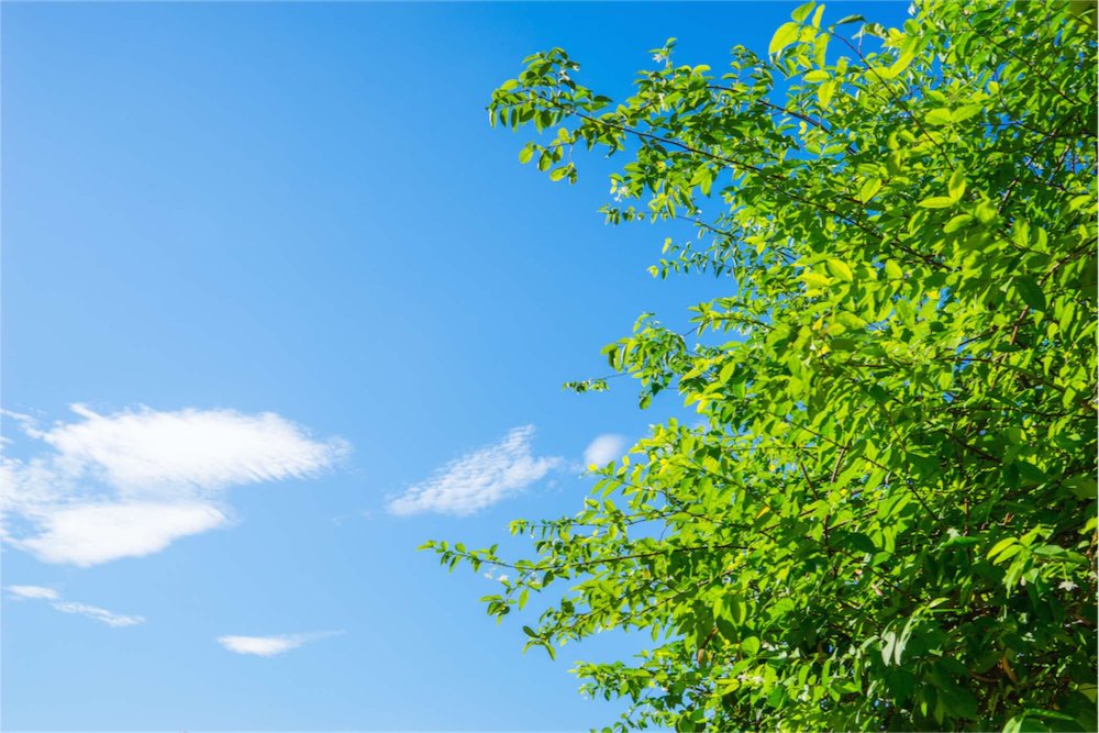 Небо и деревья