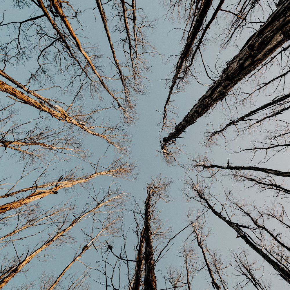 Дерево снизу вверх