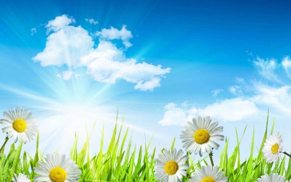 Фон ромашки