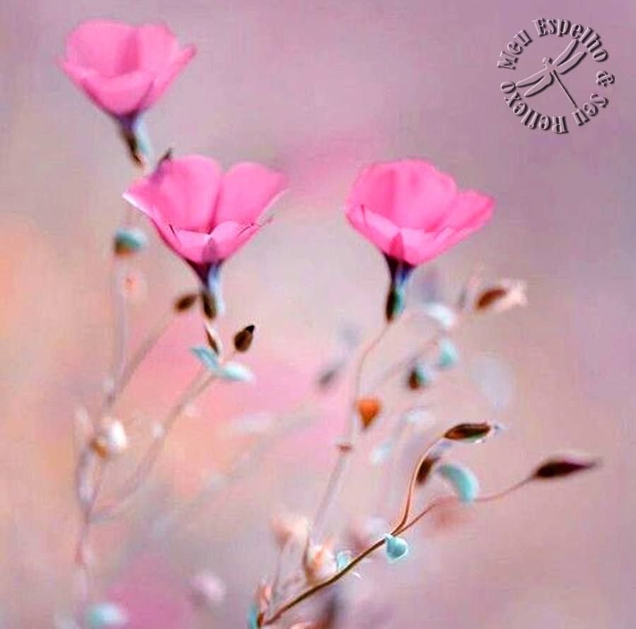 Цветы в пастельных тонах