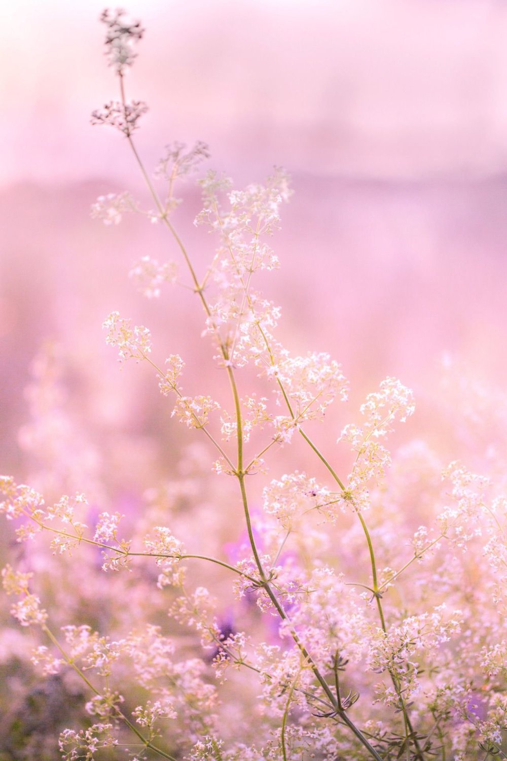 Цветы в пастельных тонах