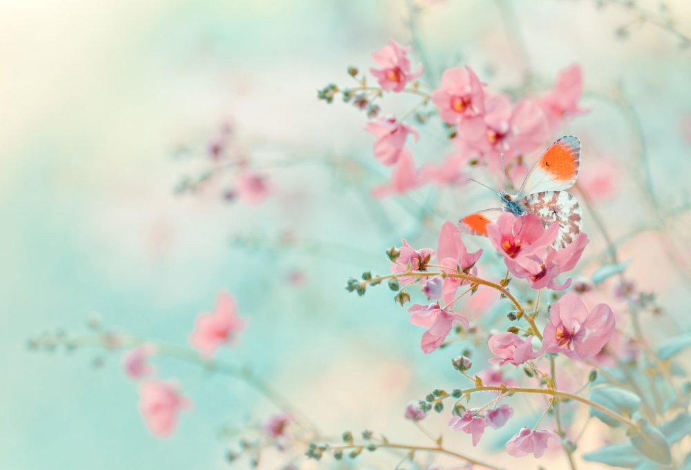 Нежные цветочки