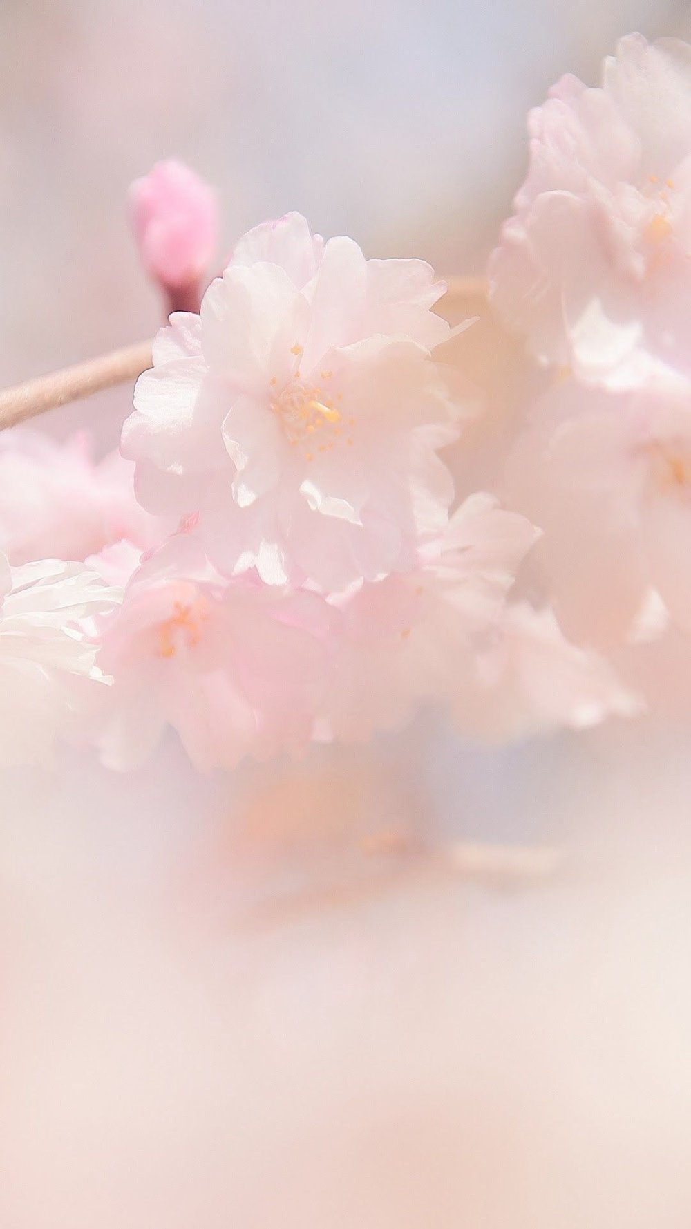 Заставка пастельные тона