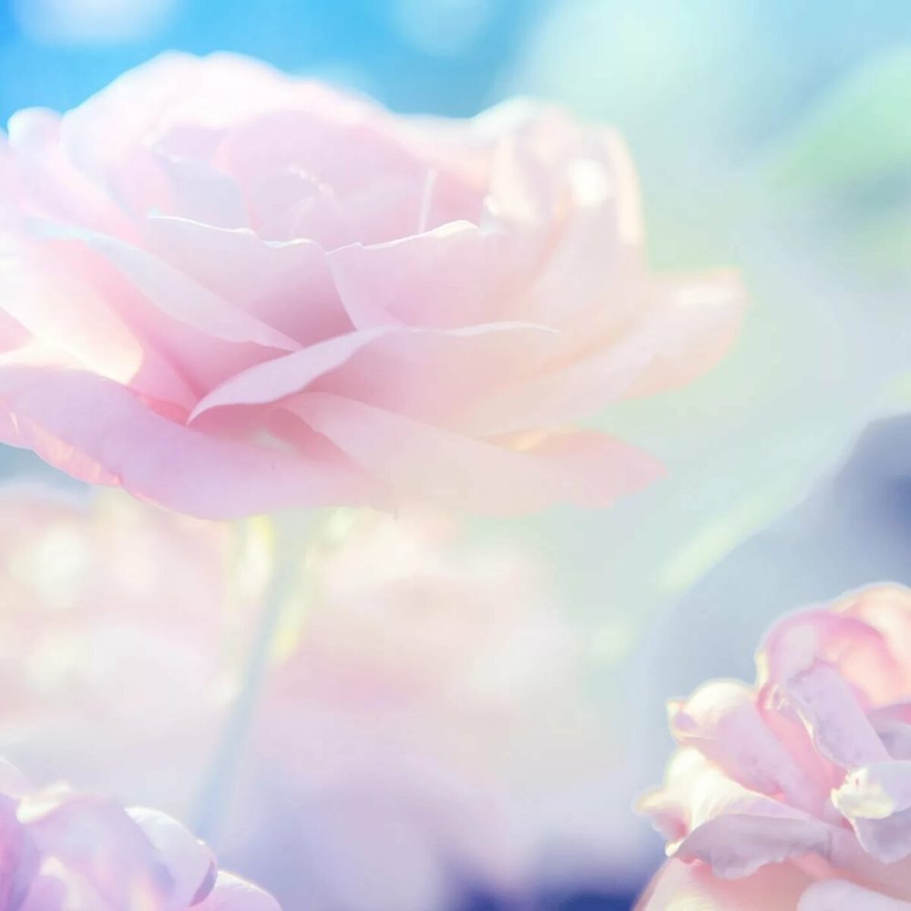 Розово голубые цветы