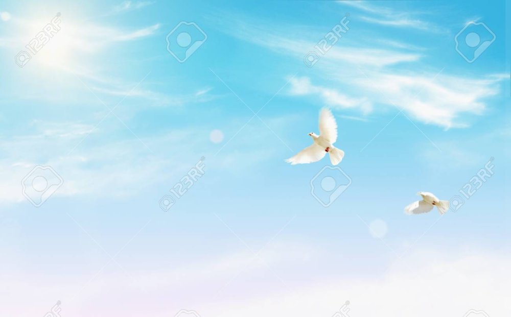 Фон голубое небо с голубями