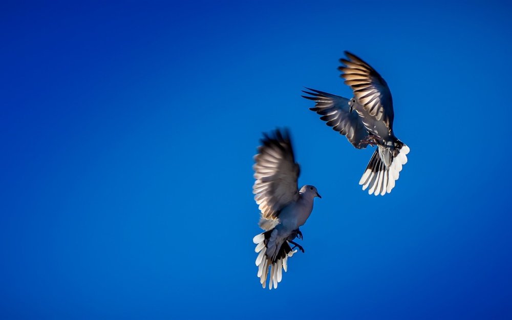 Птицы в небе