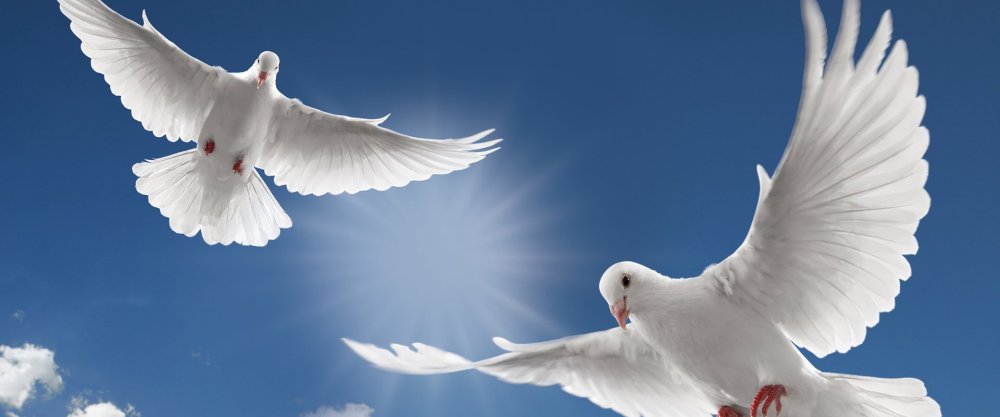 Два голубя в небе на памятник