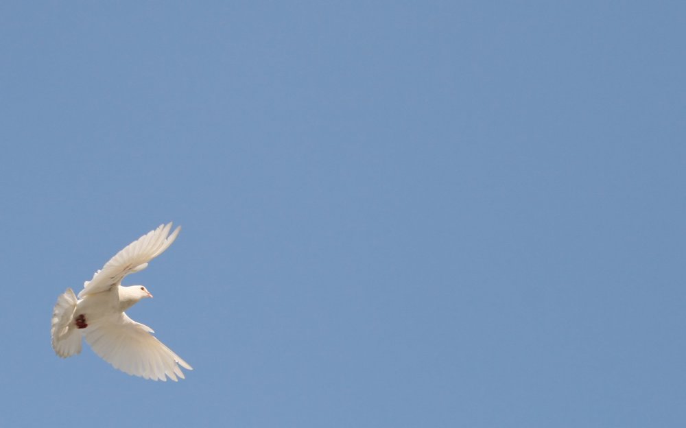 Небо с голубями фон