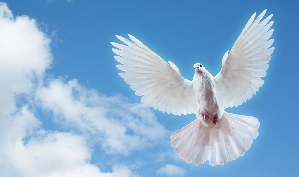 Белый голубь