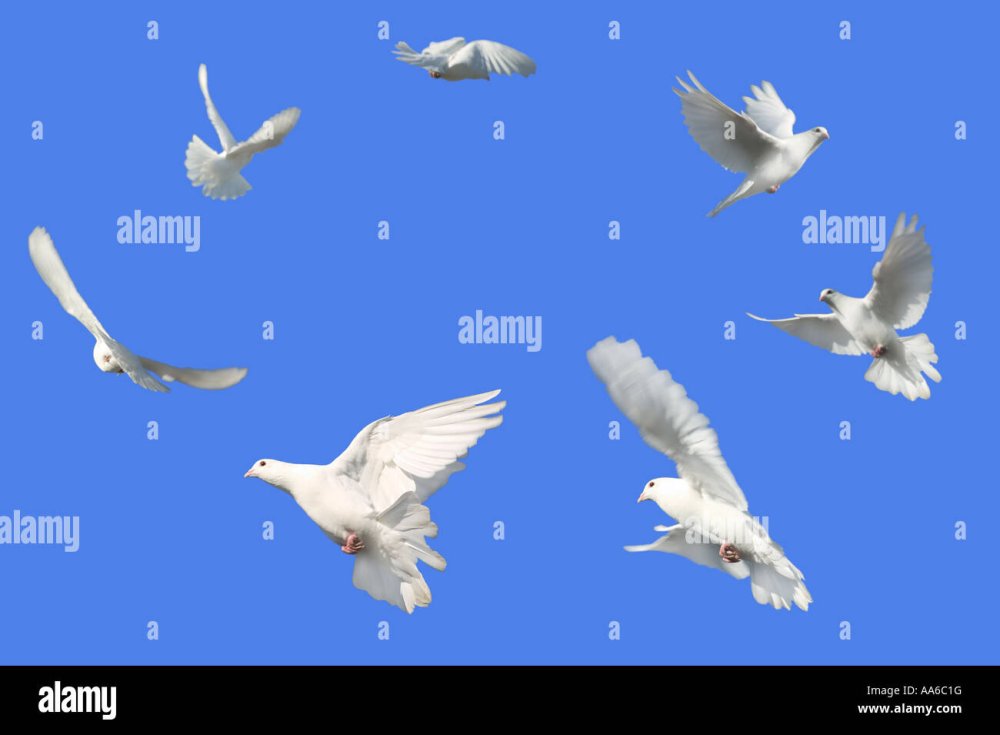 Голубь в полете вид сверху