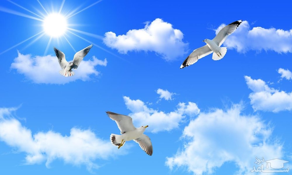 Голубое небо с голубями